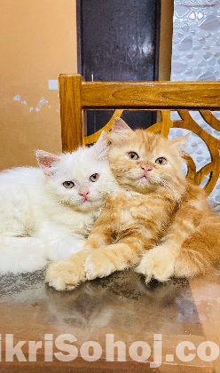 Traditional persian kitten
